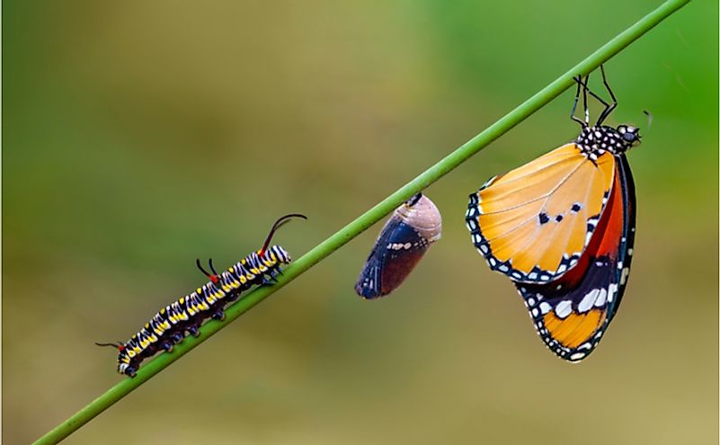 Differing stages of life from caterpillar to cocoon to butterfly.