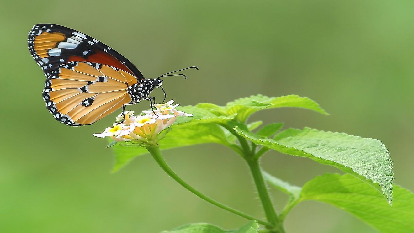 Butterflies often aid in pollination when visiting flowers to suck nectar.