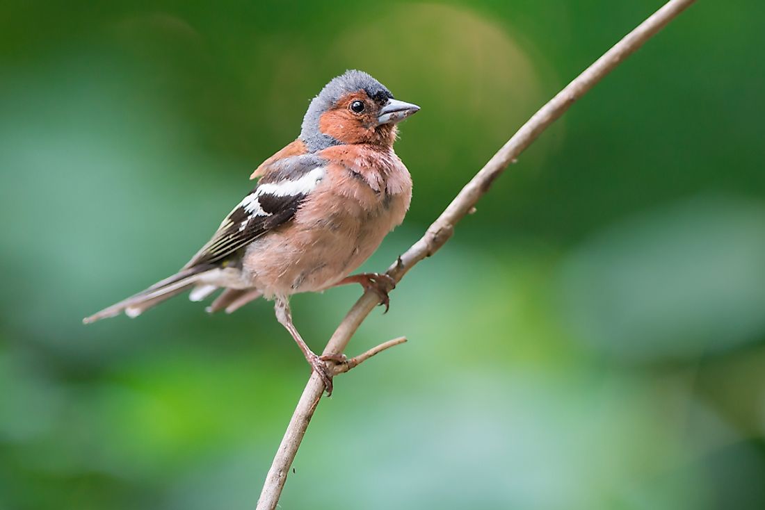 The common chaffinch is a passerine bird. 