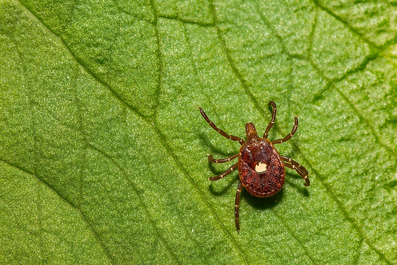 Lone Star Tick - Amblyomma americanum