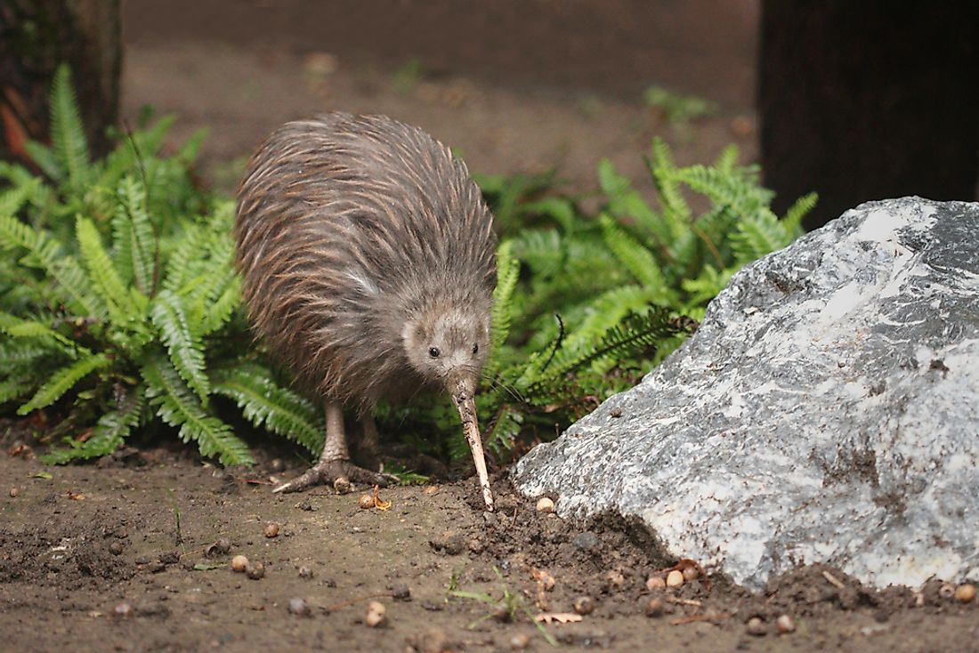 The North Island brown kiwi in New Zealand. Image credit: Jiri Prochazka/Shutterstock.com