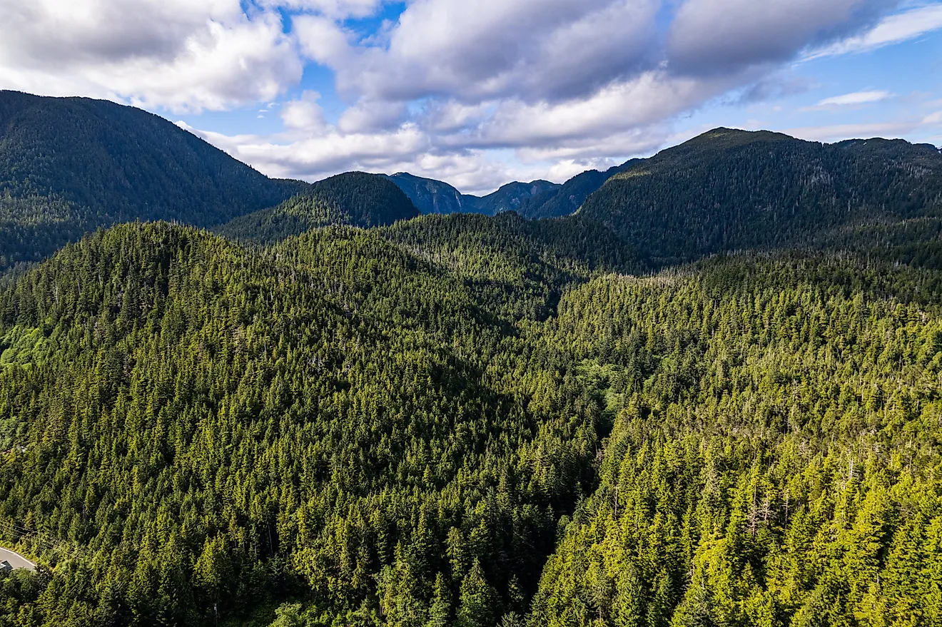 Aerial view over an unbroken canopy of dense green temperate rainforest covering rugged hills, Southeast Alaska. 