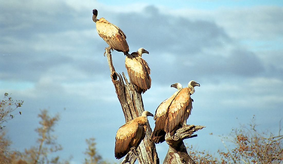 Vultures in South Africa. 