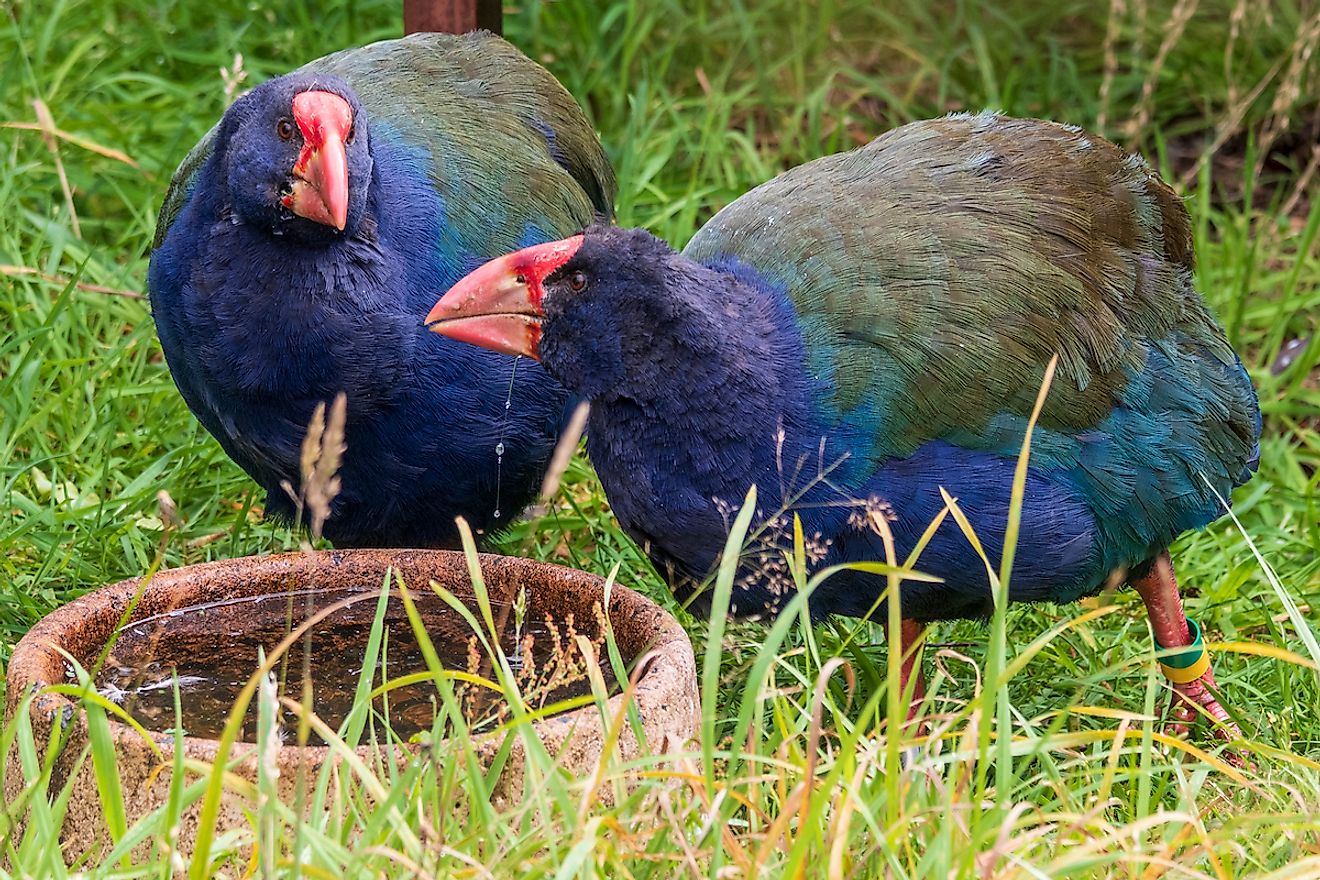 Takahe at Orokonui ecosanctuary in New Zealand. Image credit: Jef Wodniack/Shutterstock.com