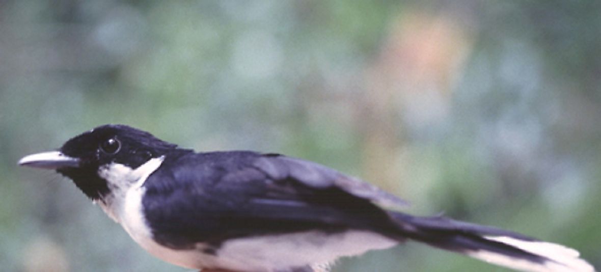 A Black-Chinned Monarch.