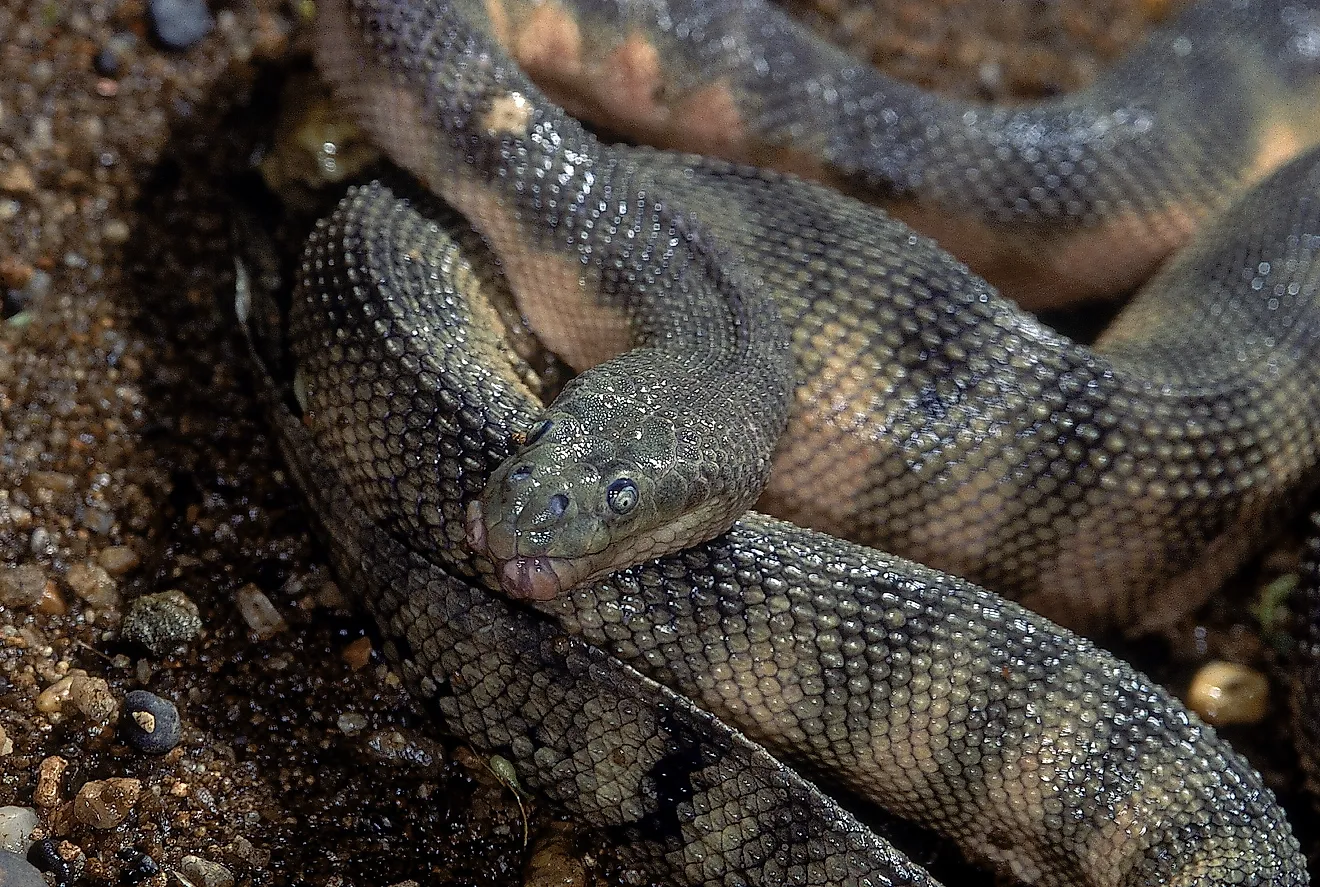A close-up of a beaked sea snake shows the hooked snout and textured scales that give the species its distinctive profile.