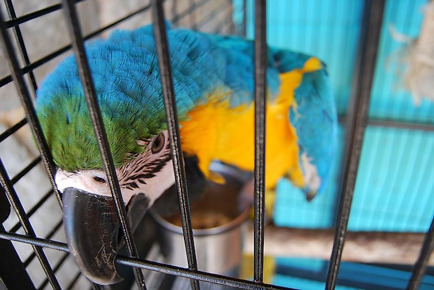 The desire to keep parrots as pets is decimating the population of these amazing birds in the wild, threatening their survival.