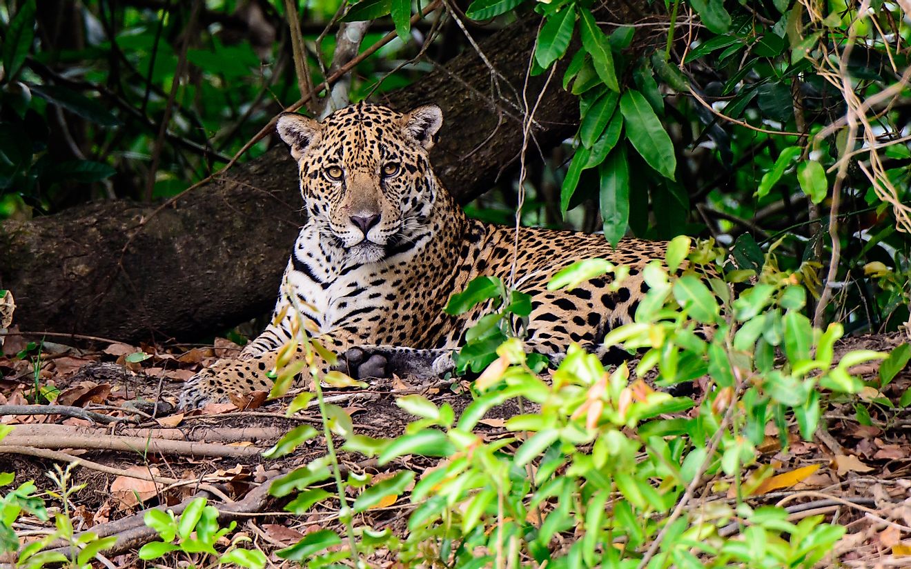 What Animals Live In The Tropical Rainforest? - WorldAtlas