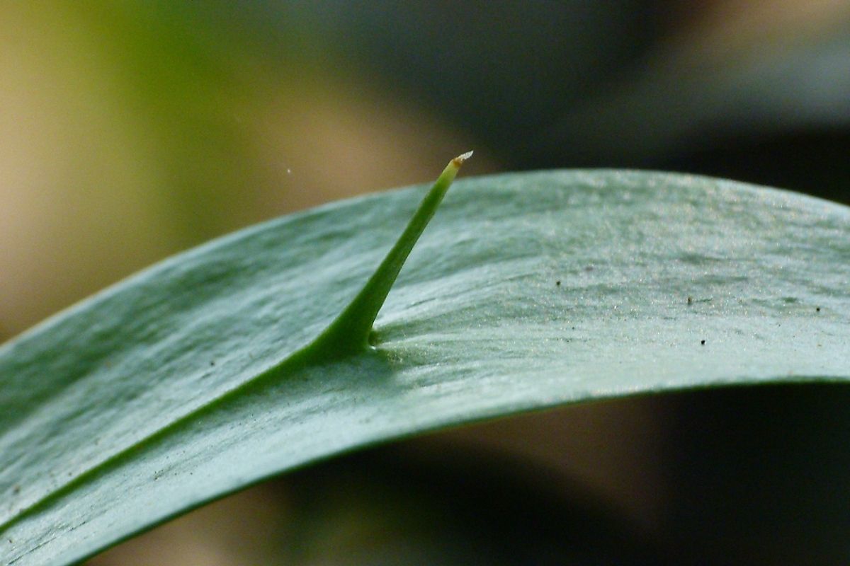 Phylloclade/cladode of Ruscus sp. showing the spine formed by the stem axis. Image credit: L. Shyamal/Wikimedia.org