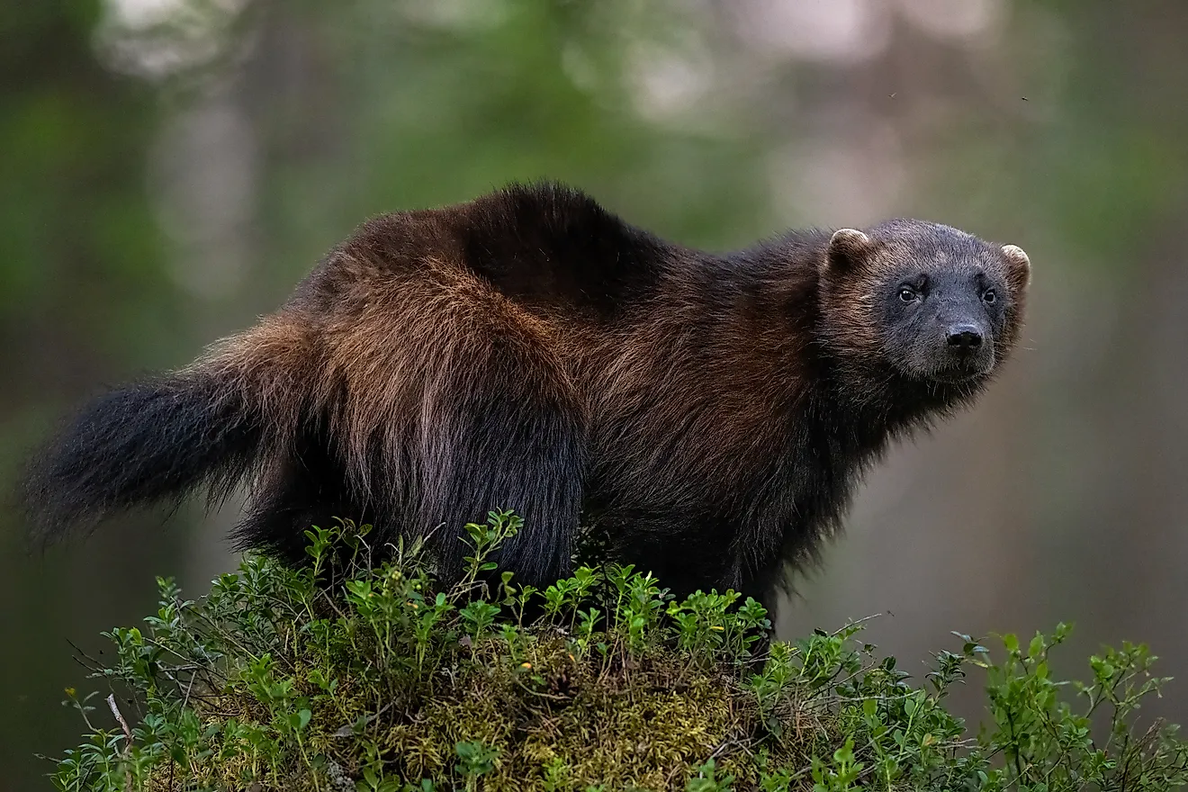 Several national parks have experienced sightings of the elusive Wolverine, including Buddy in California. Credit: Erik Mandre/ Shutterstock.com