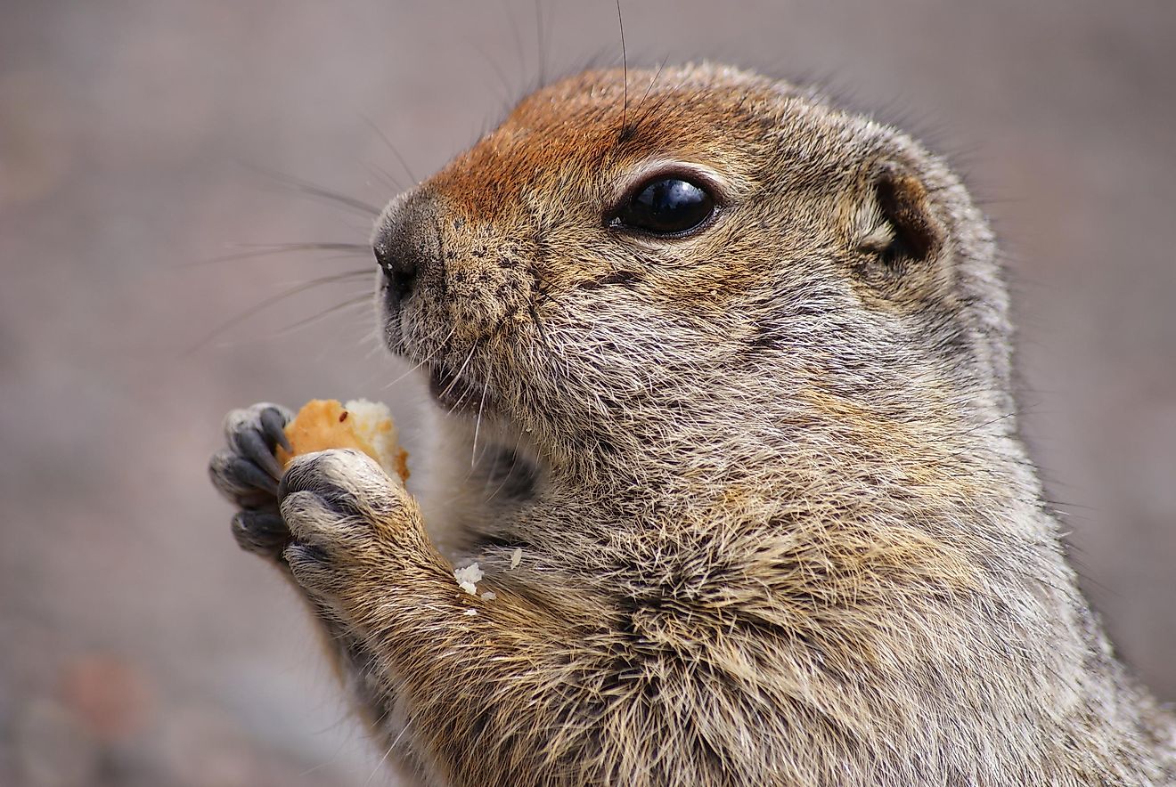 Arctic ground squirrel, a species of ground squirrel that can be found in the Arctic and Subarctic of North America is an example of a heterothermic animal.