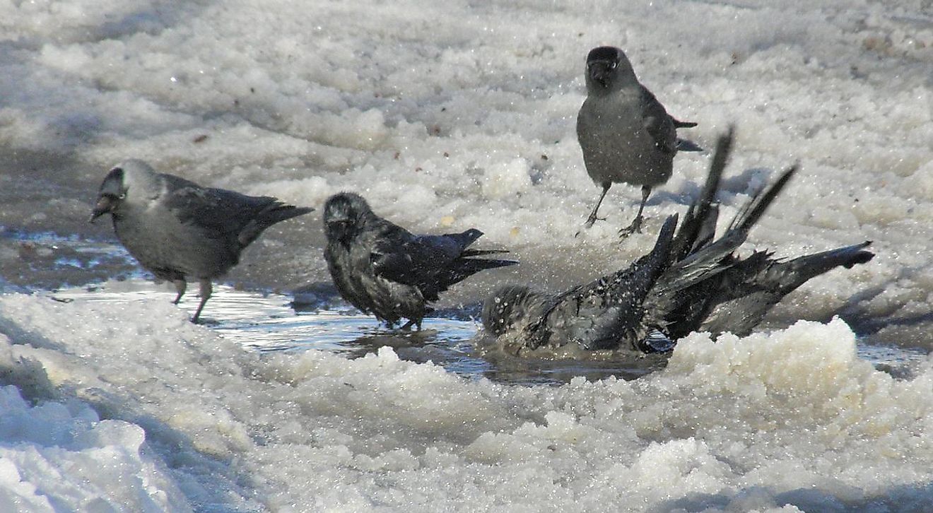 Four Jackdaws in the sown in Hallsberg, Orebro, Sweden. Image credit: Billy Lindblom from Hallsberg, Sweden/Wikimedia.org