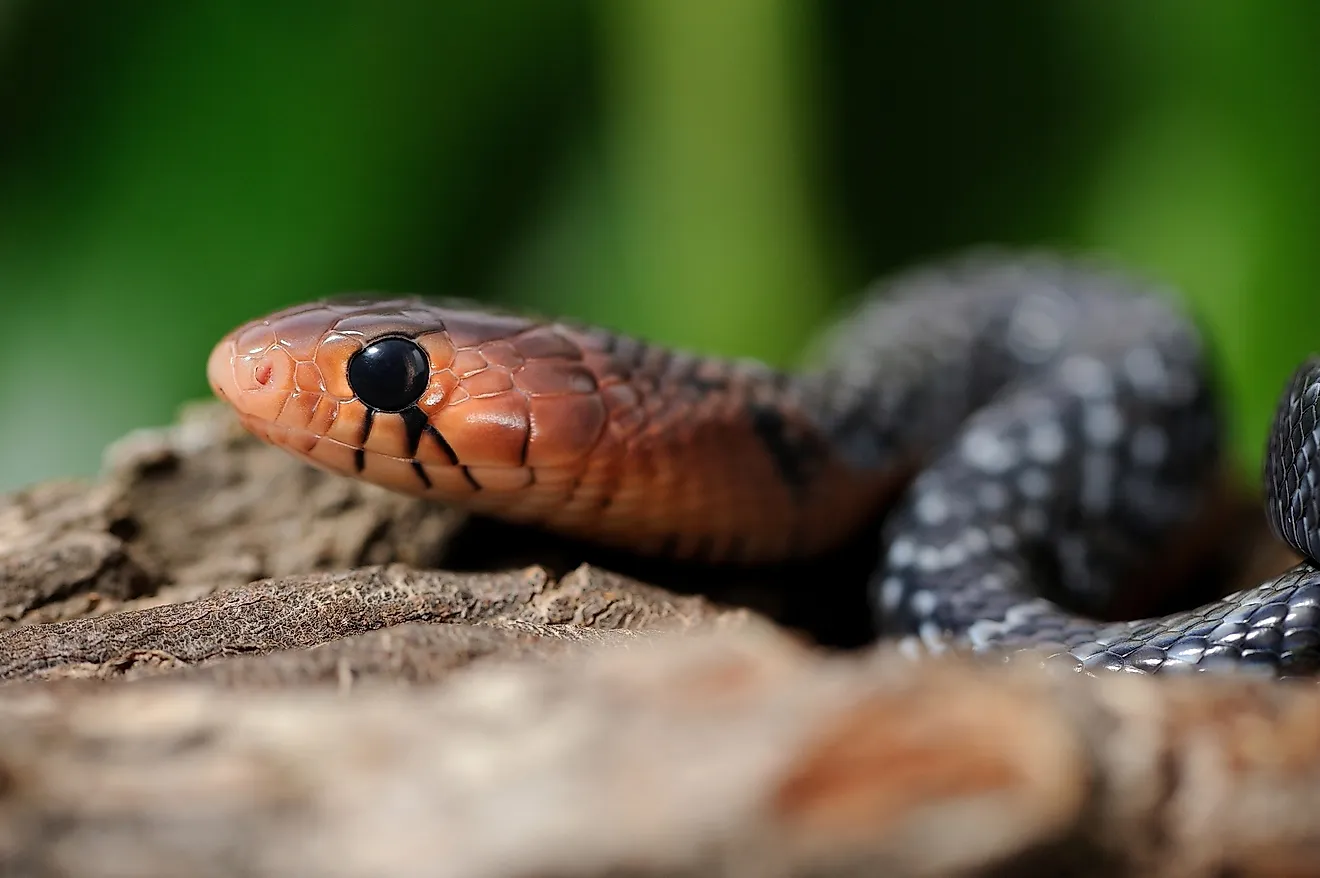 Eastern indigo snake (Drymarchon couperi). 