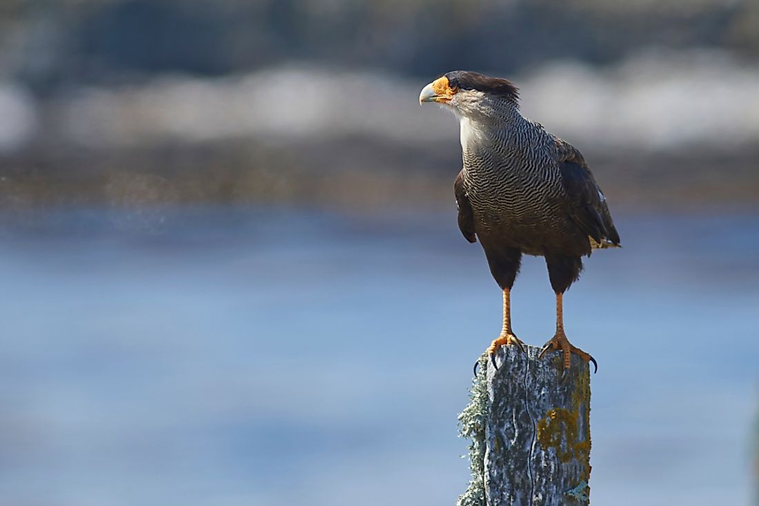 Carnivorous Birds List - Examples of Birds of Prey With Photos