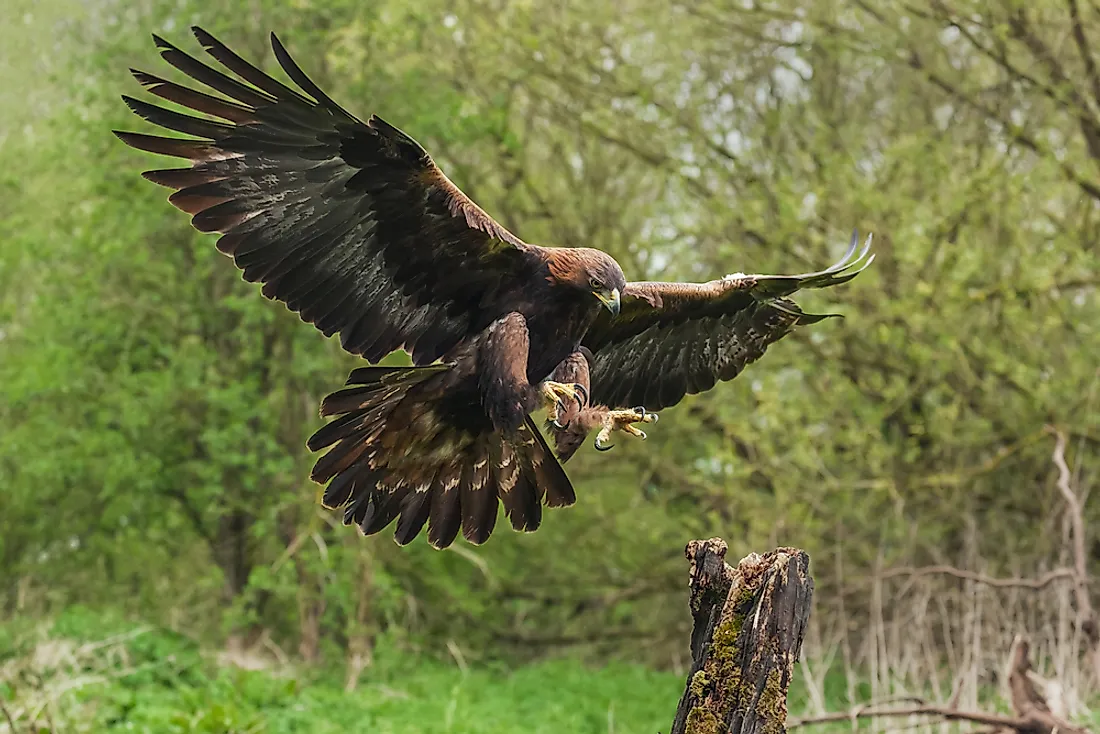 The golden eagle can weigh as much as 13.7 pounds.