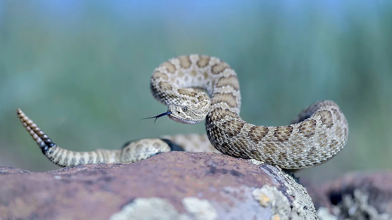A prairie rattlesnake ready to strike.