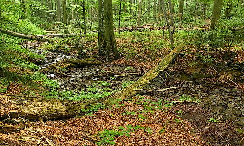 ​Primeval Beech Forests Of The Carpathians​