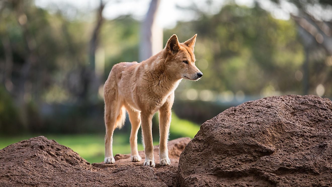 These doglike animals are well known to all Seinfeld fans, but for those that haven’t heard about them we can say that they live in Australia.