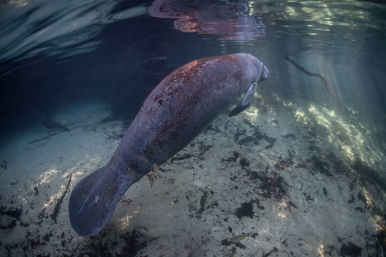 A West Indian Manatee in a freshwater habitat in Florida.