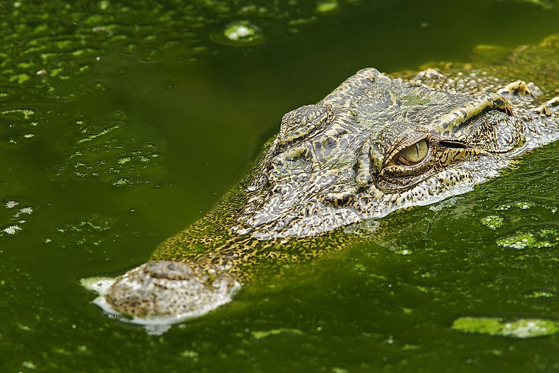 The Siamese crocodile has lost 99% of its former range. 