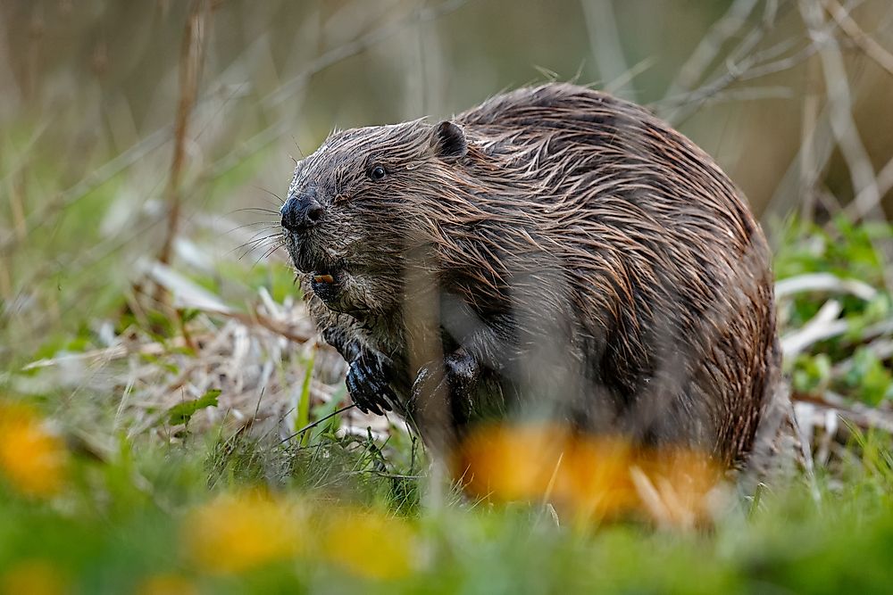 Animals That Live In Ukraine WorldAtlas