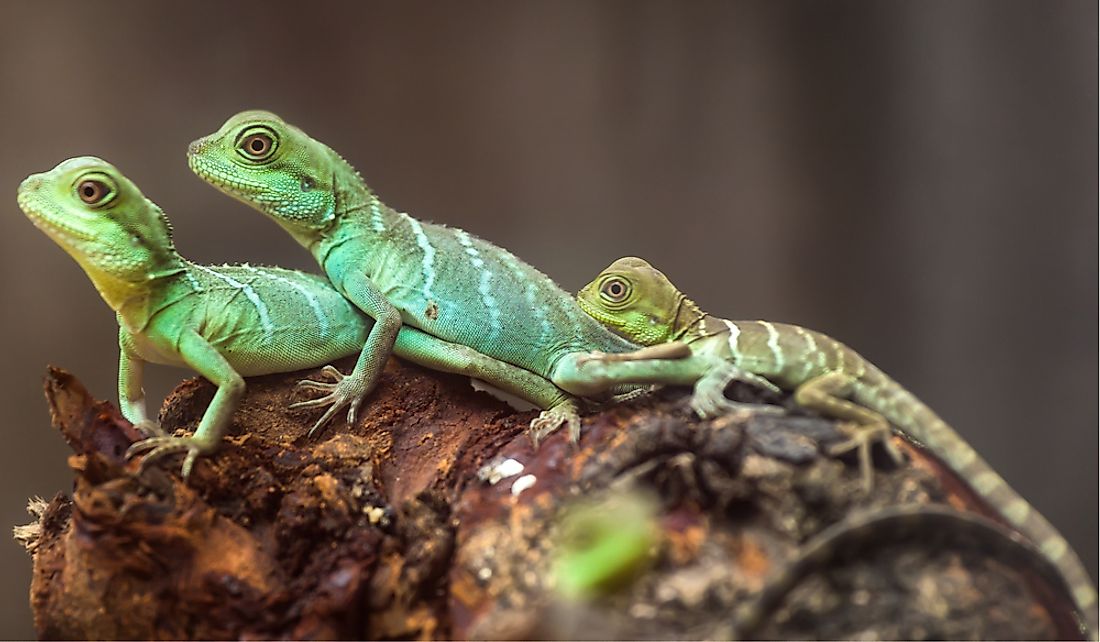There are approximately 3,750 species of lizards.