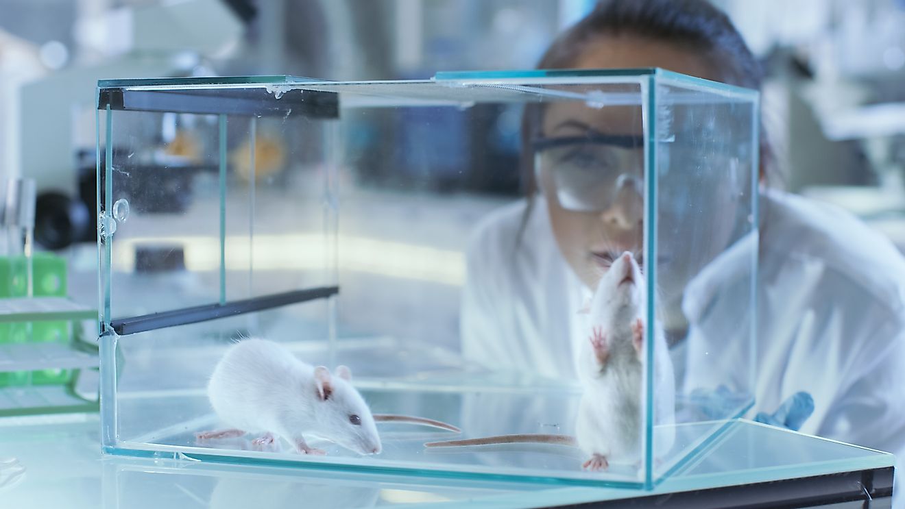 Mice are commonly used to develop cancer treatments and vaccines. Image credit: www.nutraingredients.com