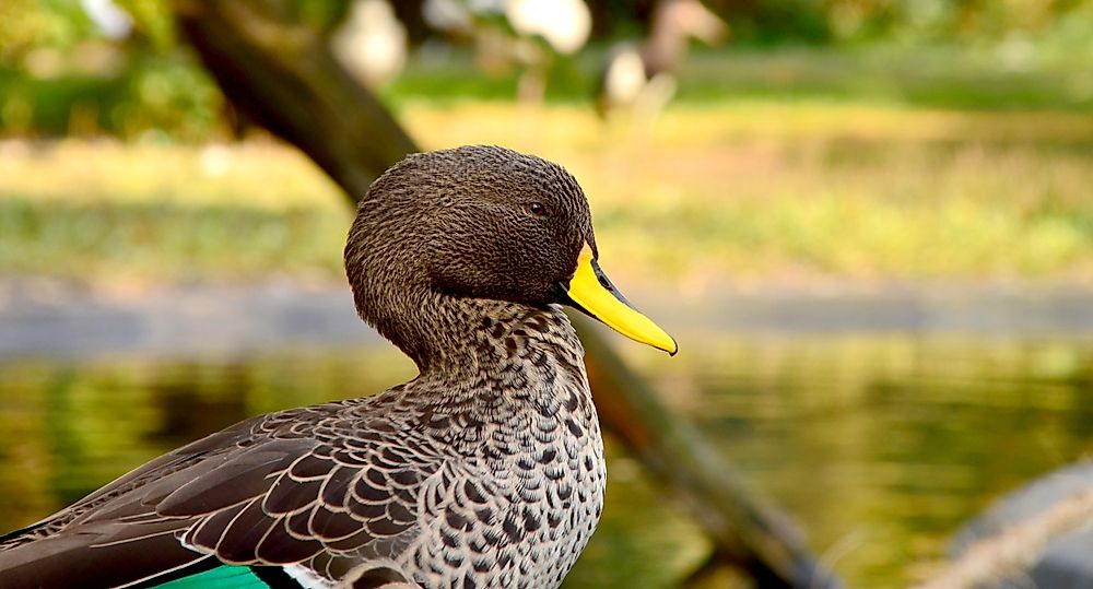 A bernier's teal. 