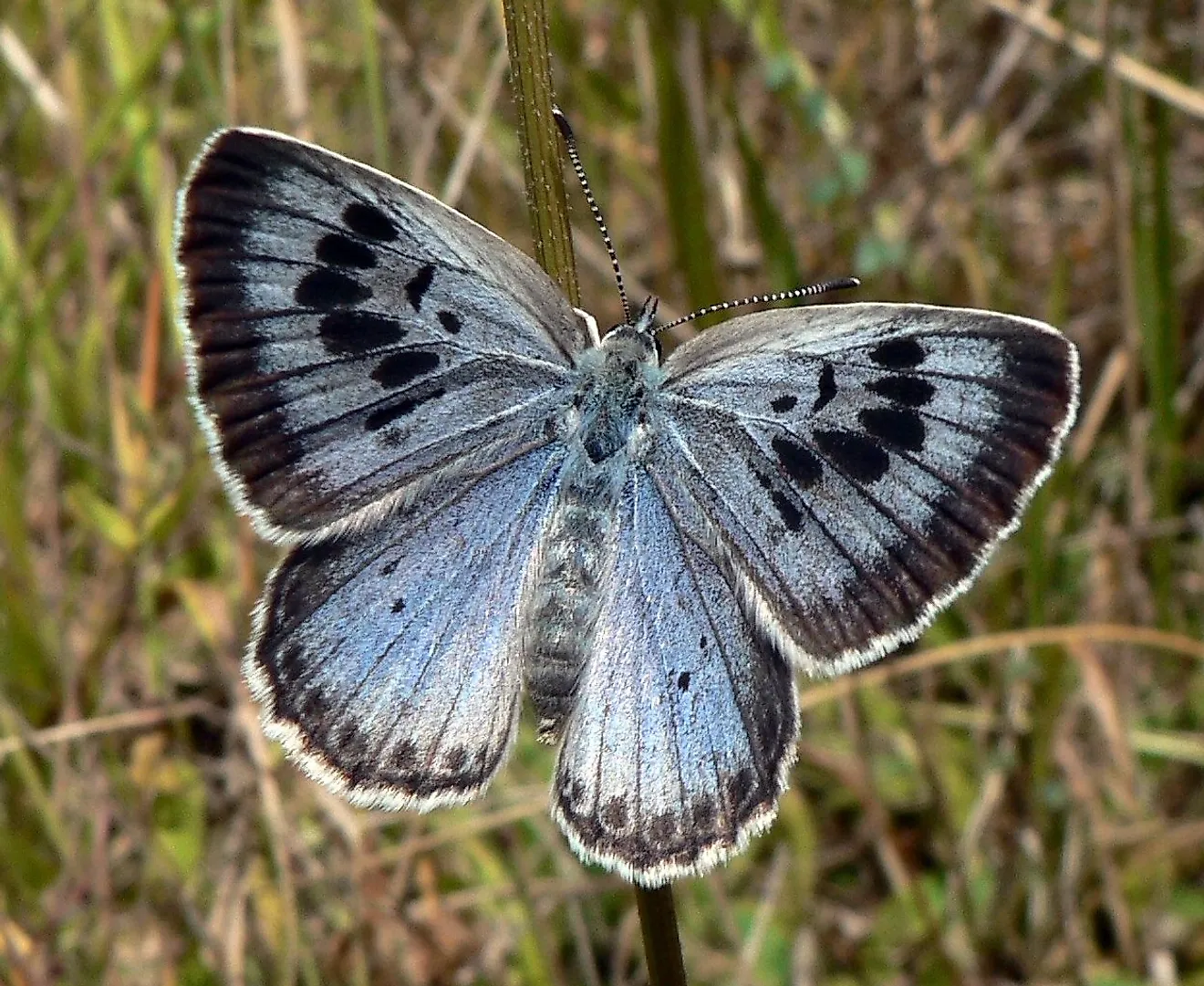 A gossamer-winged butterfly. Image credit: PJC&amp;Co/Wikimedia.org