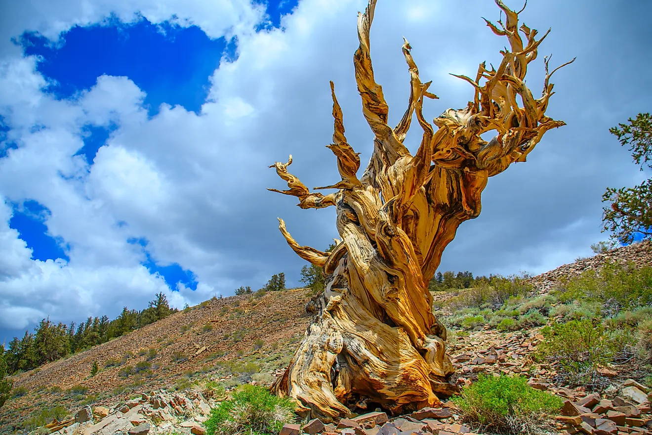 Ancient Bristlecone Pine in the Inyo National Forest.