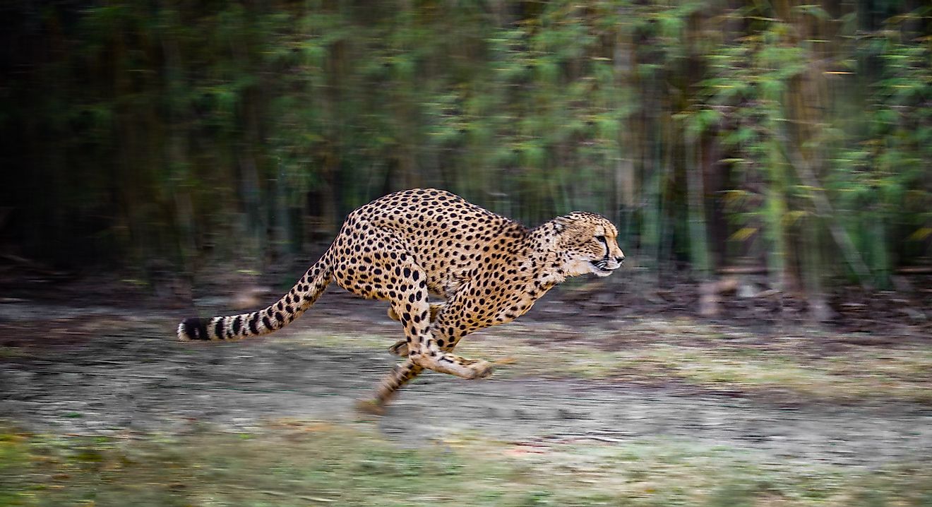 A cheetah running at full speed.