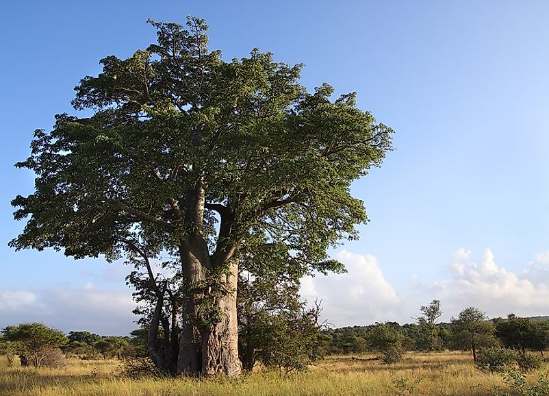 The Za Baobab is arguably Madagascar's most iconic native tree.
