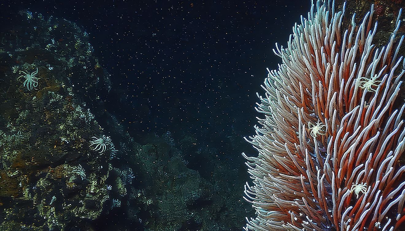 Deep sea view of tube worms in the Mariana Trench.