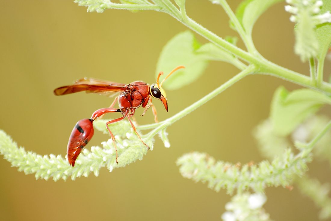 The oriental hornet is thought to be a photoheterotroph, able to use light as a supplementary energy source. 