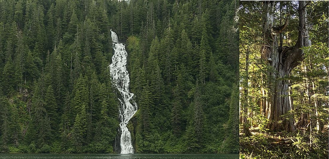 Ancient cedars (right) and virgin stands of forest (left) are interspersed with beautiful waterfalls in Alaska's Tongass.