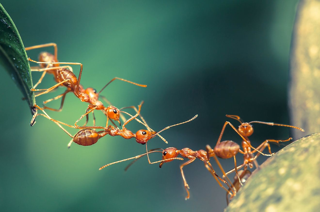 Ants forming a bridge. Image credit: Chik_77/Shutterstock.com