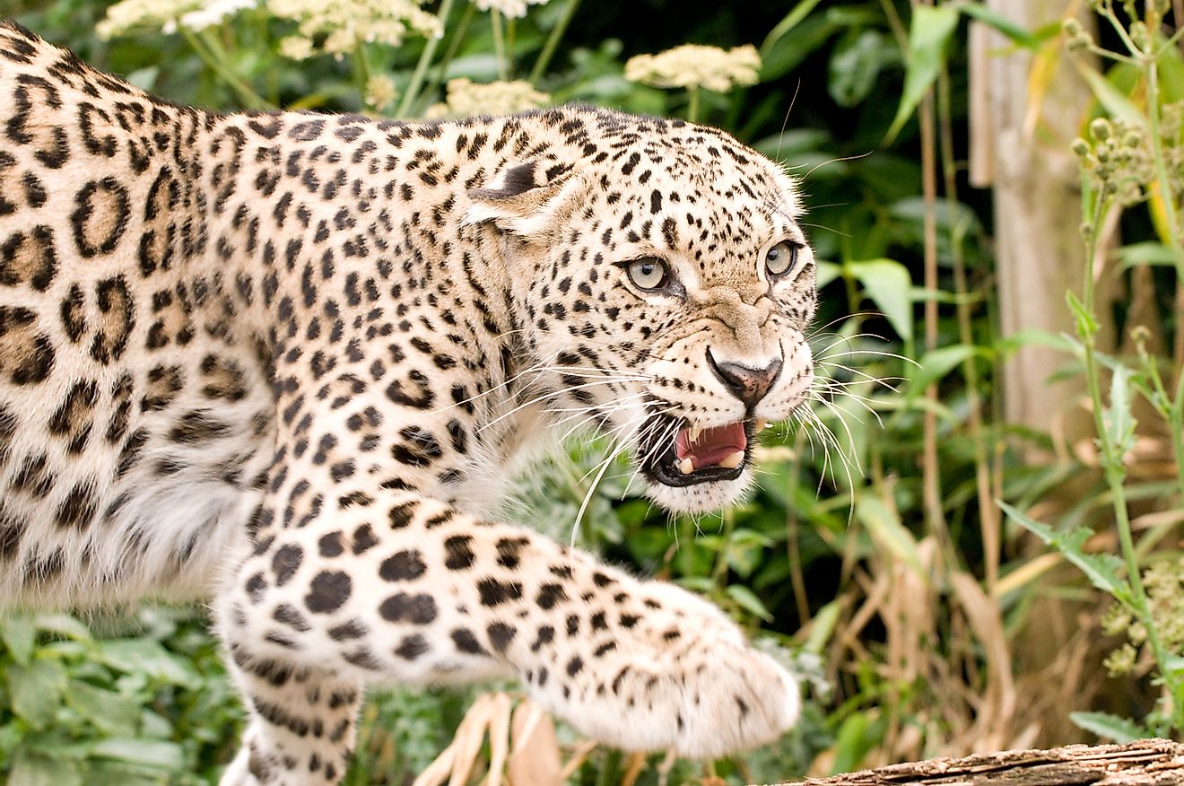 The Persian leopard can be found in Turkey. 