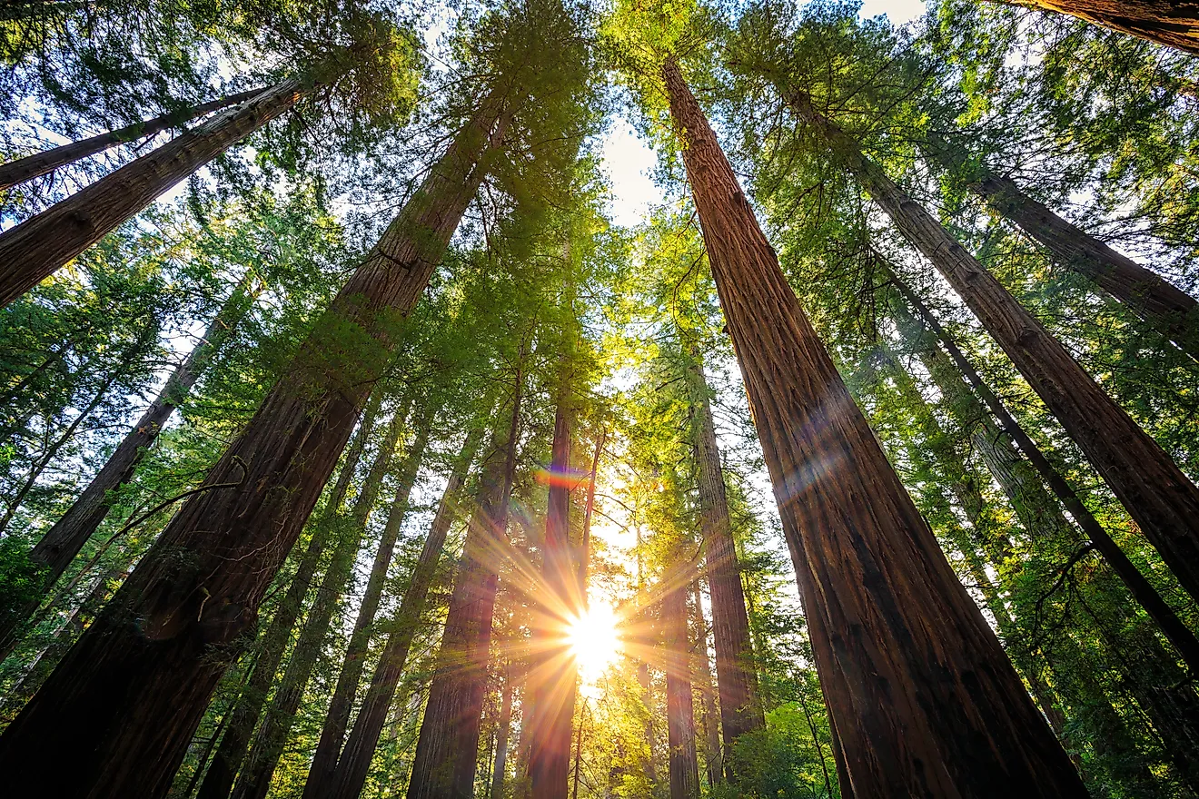 Sunrise in the Redwoods, Redwoods National & State Parks California