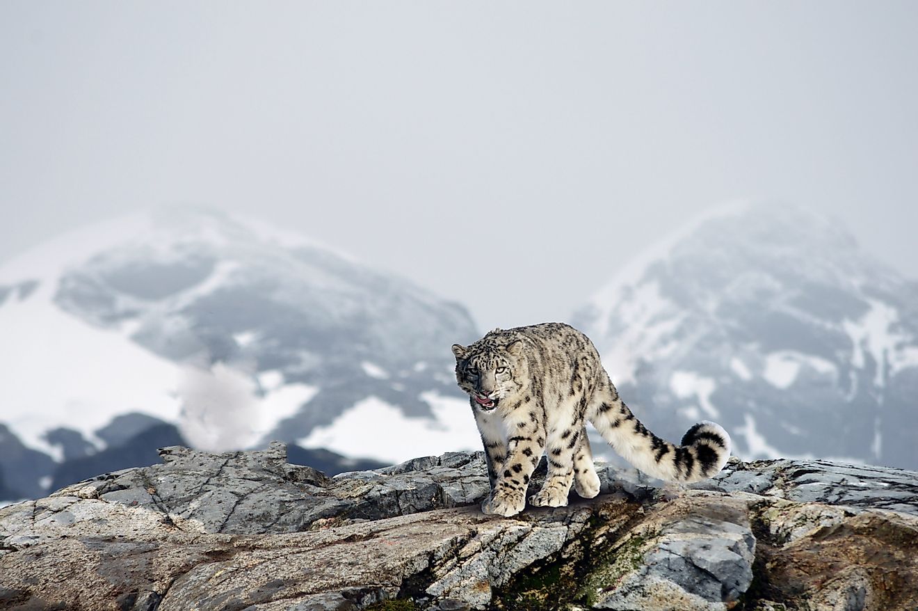 A majestic snow leopard in the Himalayan Mountains.