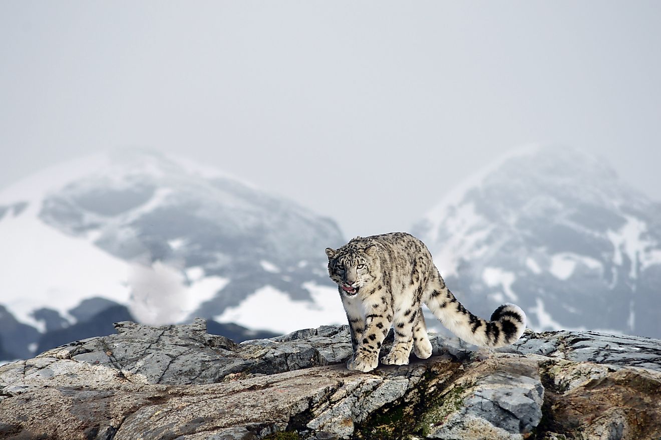 A majestic snow leopard in the Himalayan Mountains.