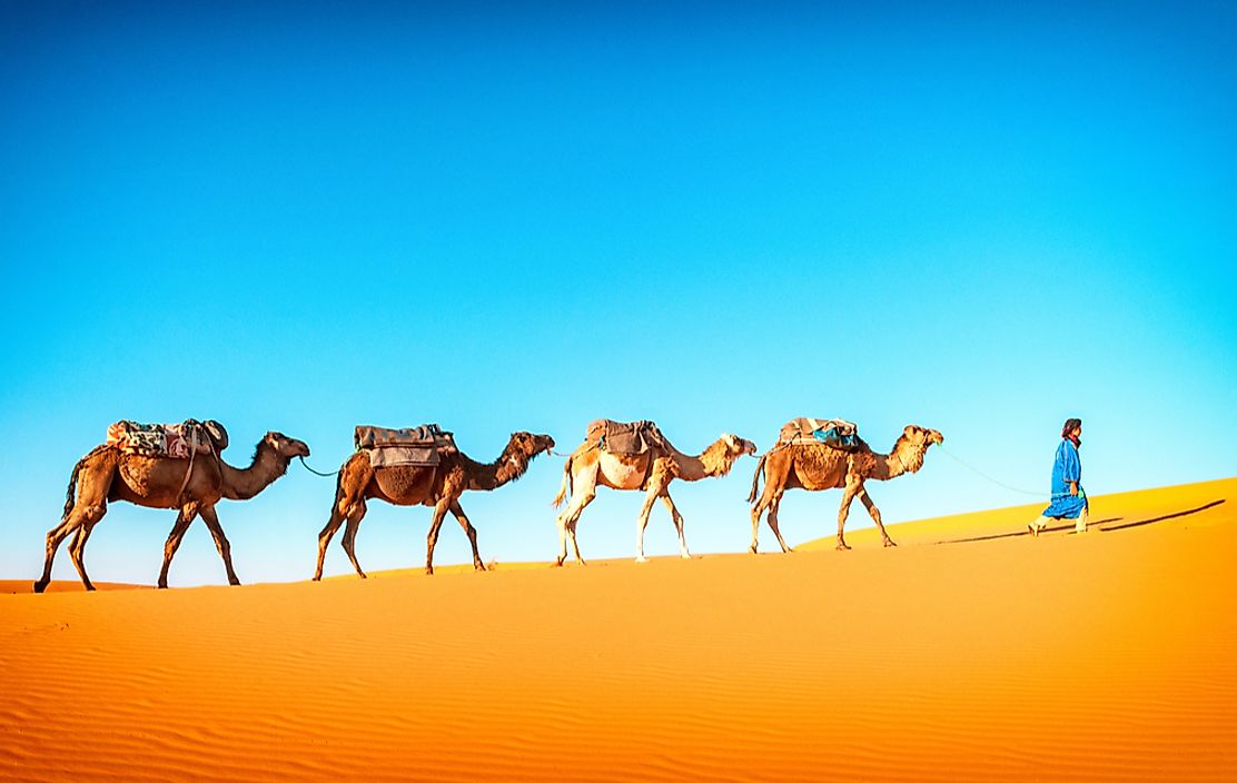 Camels traveling through the Sahara desert in Morocco. 