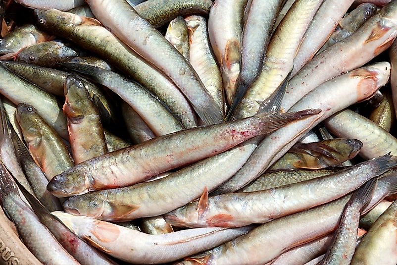 A basket full of Horseface Loaches is the result of a Thai fisherman's successful workday.