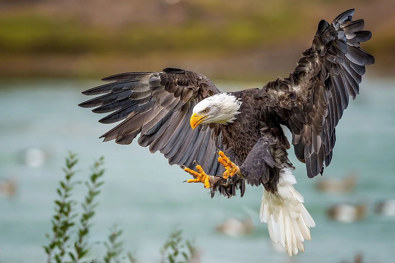 A close-up shot of a bald eagle (Haliaeetus leucocephalus) landing. Via Shutterstock / Wirestock Creators