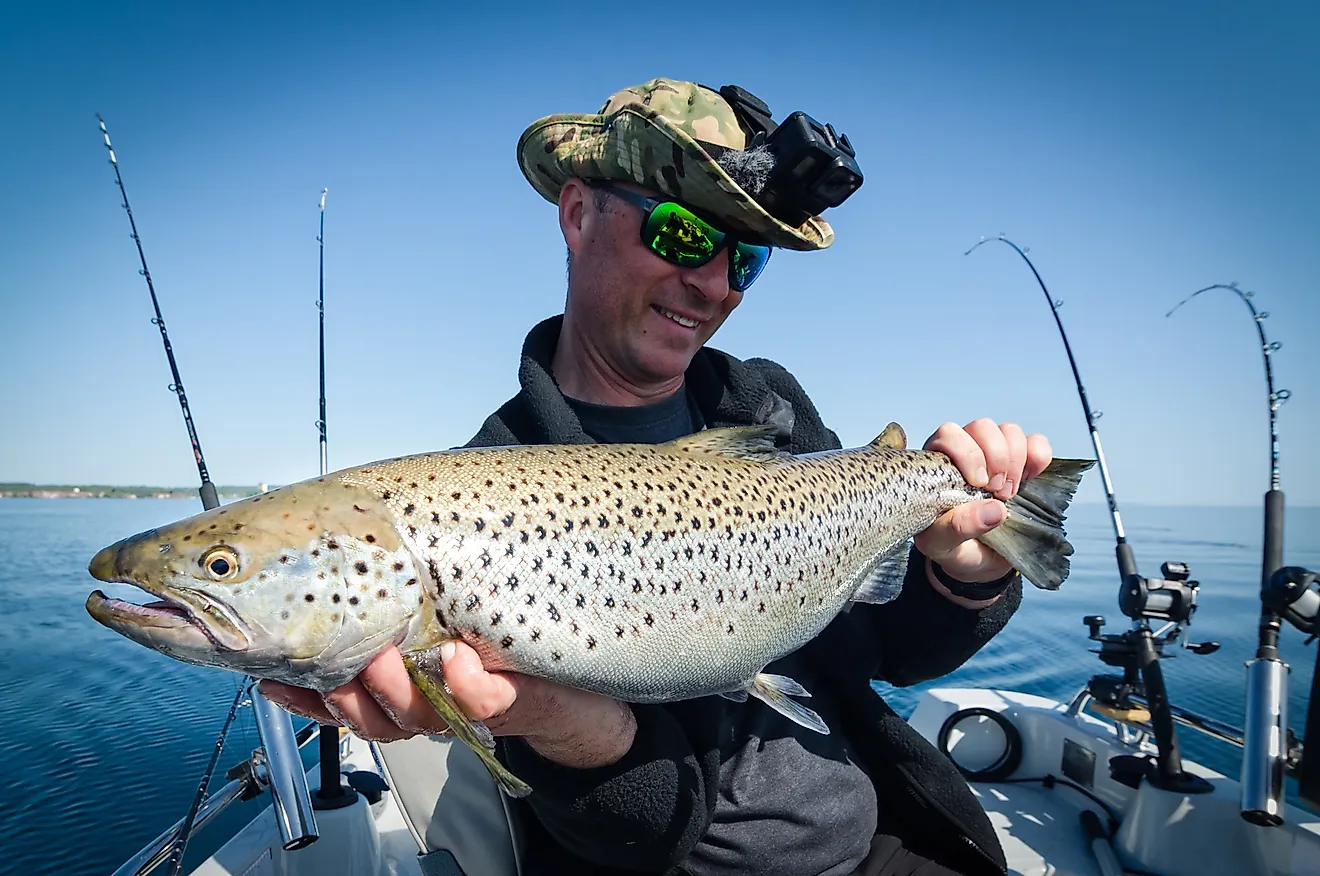 Lake trout fish on trolling