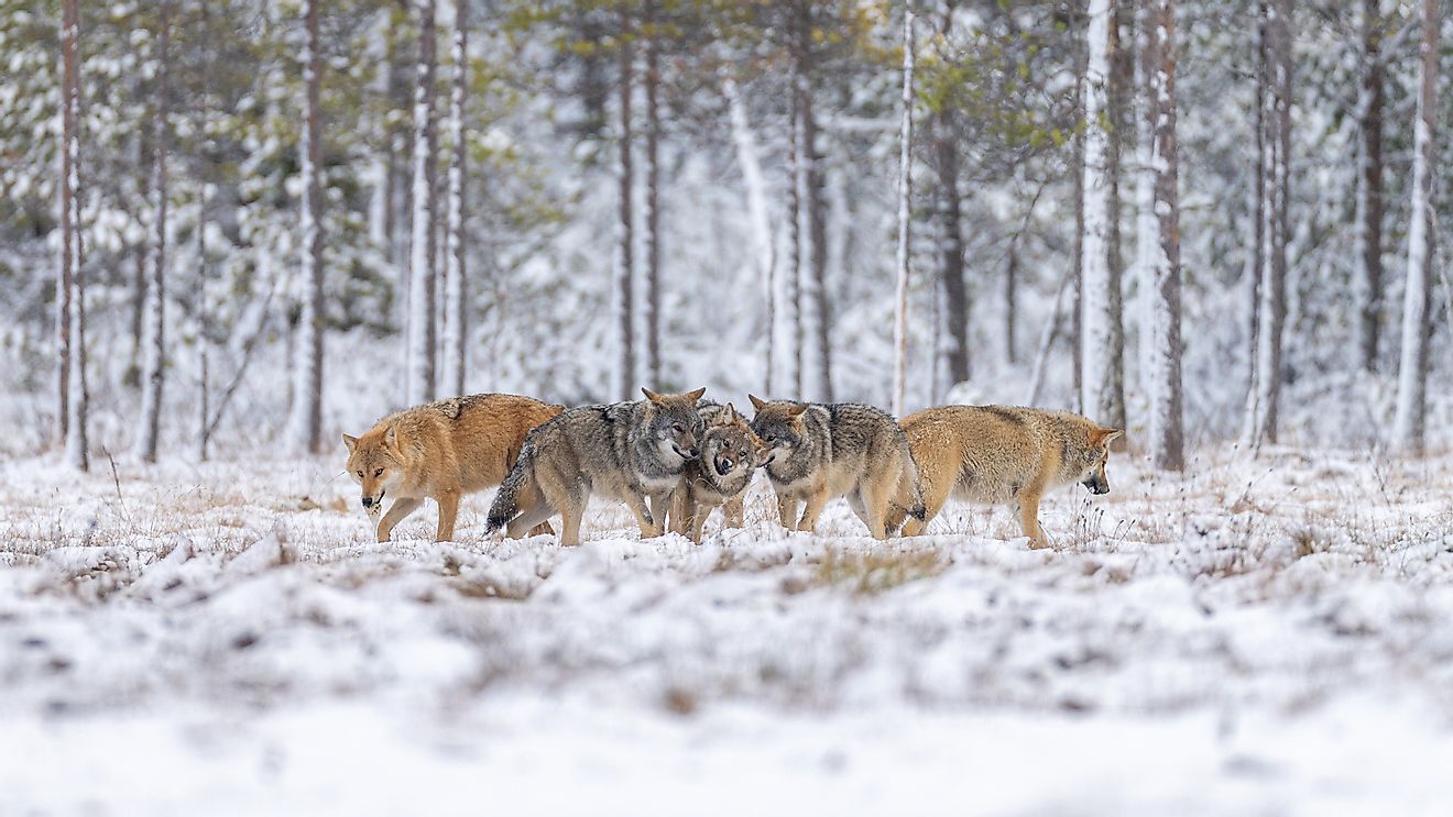 A pack of wolves in the Finnish taiga. Image credit: Risto Raunio/Shutterstock.com