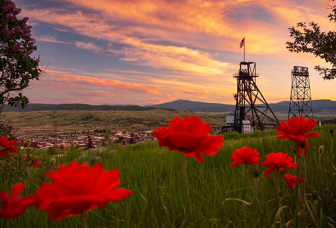 View of the town of Butte, Montana, through red flowers with mountain range in the distance.