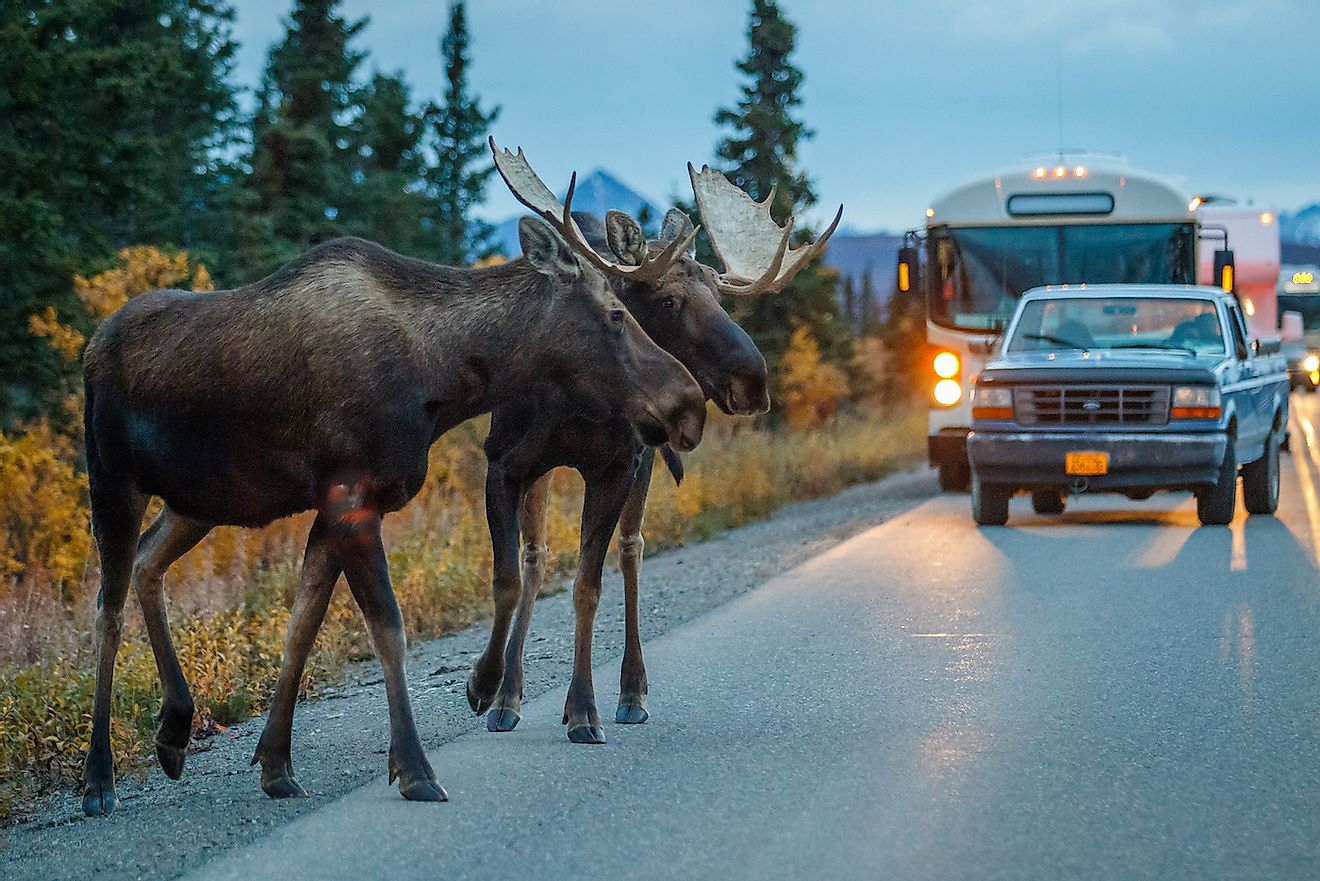 Two moose bulls crossing road in Denali National Park, USA. Image credit: Ludmila Ruzickova/Shutterstock.com