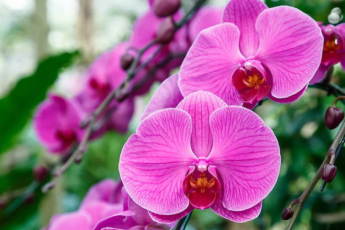 The orchid family is the largest within the monocot clade.