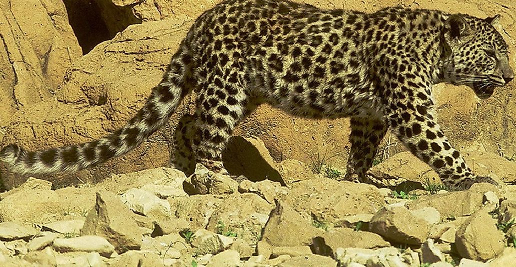 An Arabian Leopard in the desert.