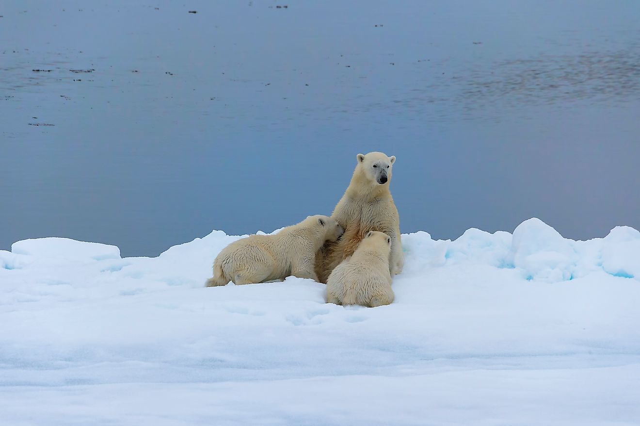 Mother polar bear (Ursus maritimus) nursing two cubs on the edge of a melting ice floe, Spitsbergen Island, Svalbard archipelago, Norway, Europe. Image credit: GTW/Shutterstock.com 
